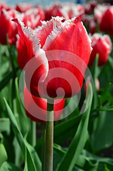 Canasta Tulips at Windmill Island Tulip Garden