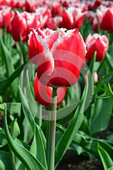 Canasta Tulips at Windmill Island Tulip Garden