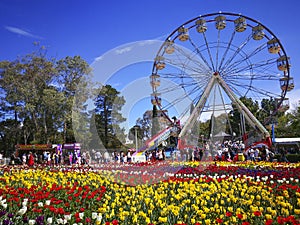 Ferris wheel at Floriade, AustraliaÃ¢â¬â¢s biggest celebration of spring with over one million blooms on display and free entry.