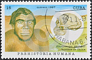 Sinanthropus (Peking man)