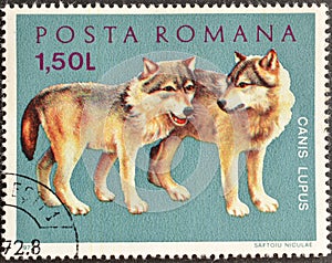 Cancelled postage stamp printed by Romania, that shows Gray Wolf cubs