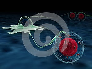 Cancer cells hijacking T cell mitochondria through nanotubes photo