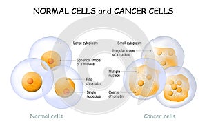 Cancer cells and Normal cells. comparison and difference photo