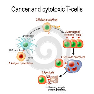 Cancer and cytotoxic T-cells photo