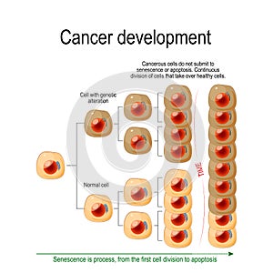 Cancer Development