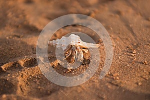 The cancer - eremite