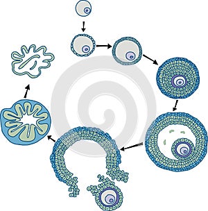 Cancer follicular