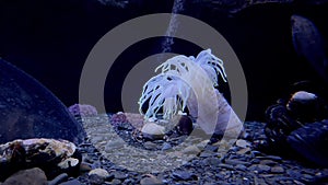 Cancer hermit, anemone, fish on rocky sea bottom