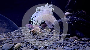 Cancer hermit, anemone, fish on rocky sea bottom