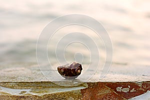 Cancer hermit crab in the shell on a rock on the sea background