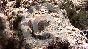 Cancer hermit underwater of Shaab Sharm.