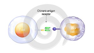 cancer immunotherapy.