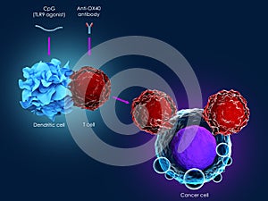 Cancer immunotherapy with CpG and anti-OX40 antibody