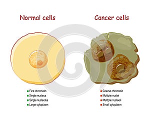 Cancer and normal cells. comparison and difference