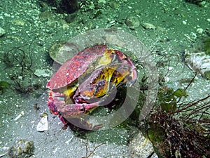 Cancer productus Red rock crab