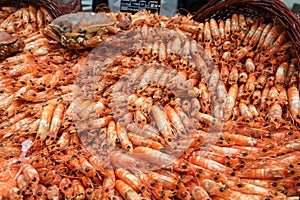 Cancer sea food fish fresh bulk