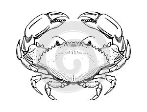 Cancer zodiac sign, sea crab symbol top view, vintage line drawing for menu, fish market. Vector hand drawn tattoo