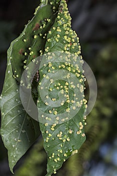 Cancerous gall infected on the leaves.