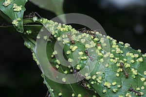 Cancerous gall infected on the leaves.