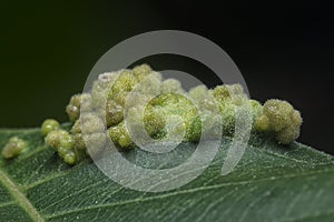 Cancerous gall infected on the leaves.