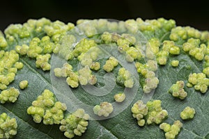 Cancerous gall infected on the leaves.