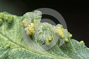 Cancerous gall infected on the leaves.