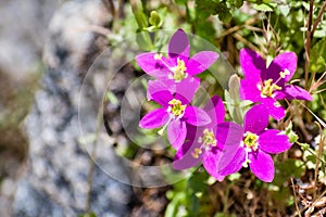 Canchalagua Zeltnera venusta wildflowers blooming in Yosemite National Park, Sierra Nevada mountains, California photo