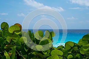 Cancun beach in a sunny day