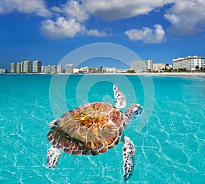 Cancun beach turtle photomount Mexico