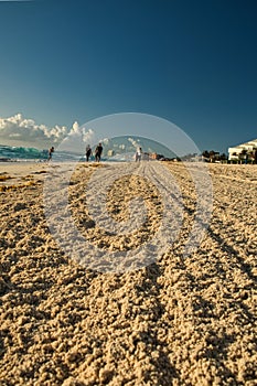 Cancun beech  golden sand is smoothed out with tracter and plough