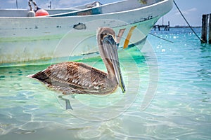 Cancun idyllic caribbean beach with boat and pelican, Riviera Maya, Mexico