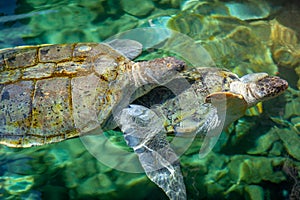 Cancun idyllic caribbean beach with couple of turtles, Riviera Maya, Mexico