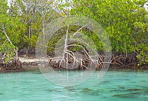 Cancun Mangroves photo