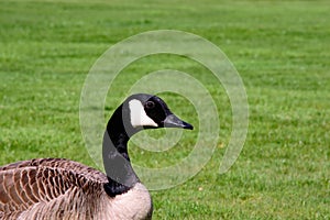 Canda goose closeup and green grass