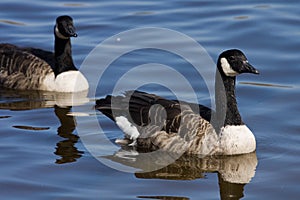 Candadian Goose (Branta canadensis)