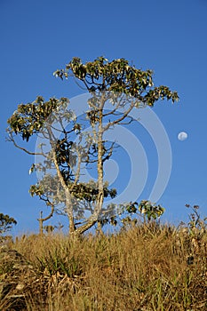 Un árbol a Luna creciente un mes en en brasil 