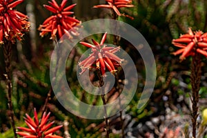 Candelabra Aloe - Aloe Arborescens photo