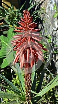 Candelabra aloe flowers on tropical garden in Petropolis