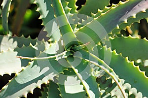 Candelabra Aloe Succulent Plant