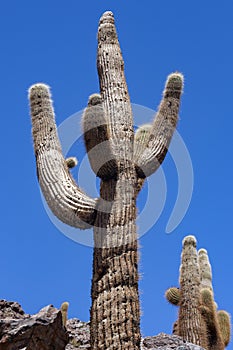 Käerzenhirstellung Kaktus An Wüst 