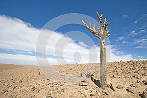 Candelabra Cactus in the Atacama Desert, Chile photo