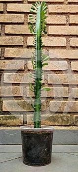 Candelabra cactus Euphorbia huge photo