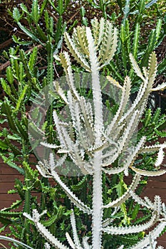 Candelabra cactus a.k.a. mottled spurge or dragon bones, with `White Ghost` variation Euphorbia lactea - Florida, USA photo