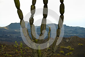 Candelabra Cactus in Sierra Negra Crater photo