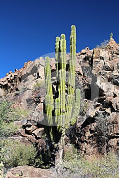 Candelabra cactus in the landscape of Baja California Sur, Mexico photo