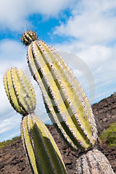 Candelabra catus Galapagos arid areas.