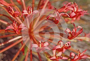 A Candelabra Flower, Brunsvigia orientalis