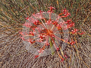 A candelabra flower, Brunsvigia orientalis