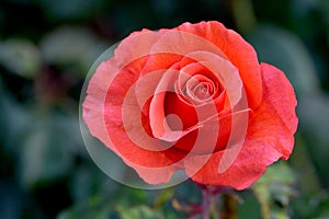 Candelabra Pink Rose Flower Bud 03