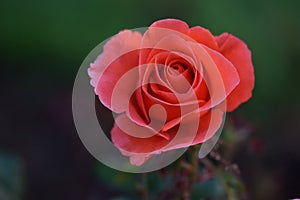 Candelabra Pink Rosebud Flower 01